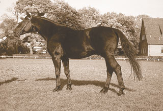 Pferd Winnetou 1968.jpg